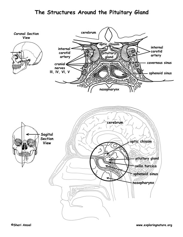 Brain - Structures Around the Pituitary Gland