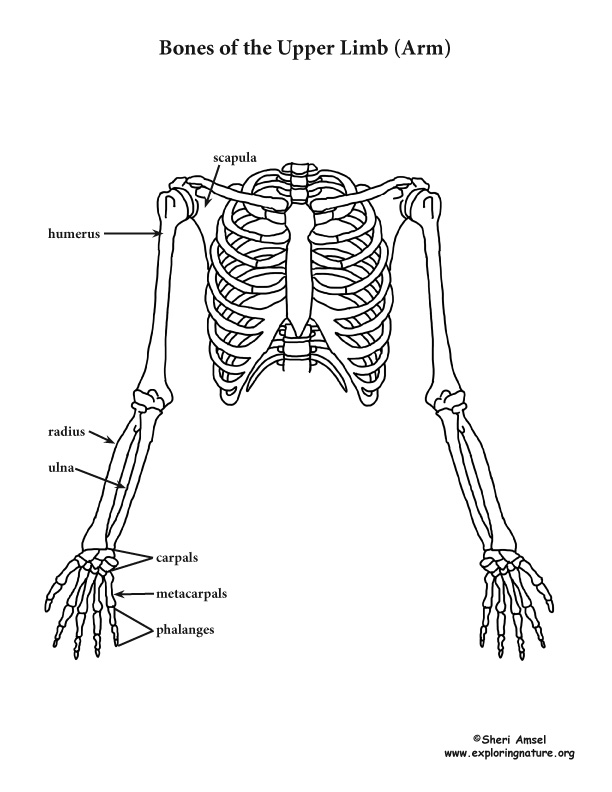 An Introduction To Skeletal System The Bones And What They Do