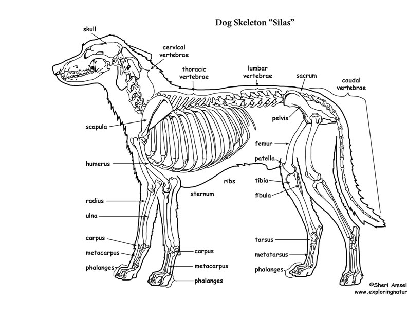 Dog Skeletal Anatomy