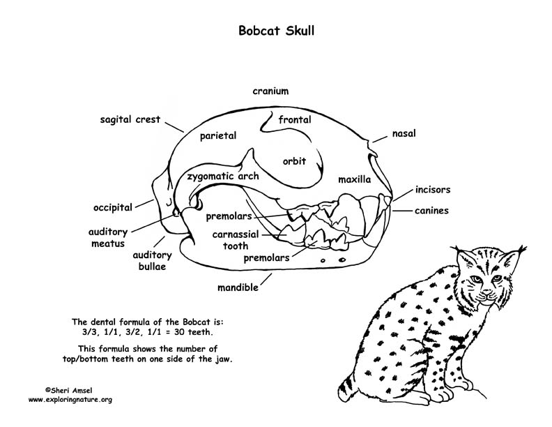 Bobcat Skull Diagram and Labeling