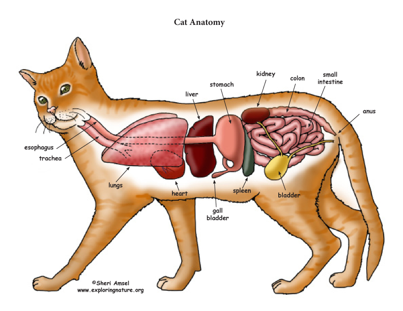 Cat Anatomy  Thoracic And Abdominal Organs
