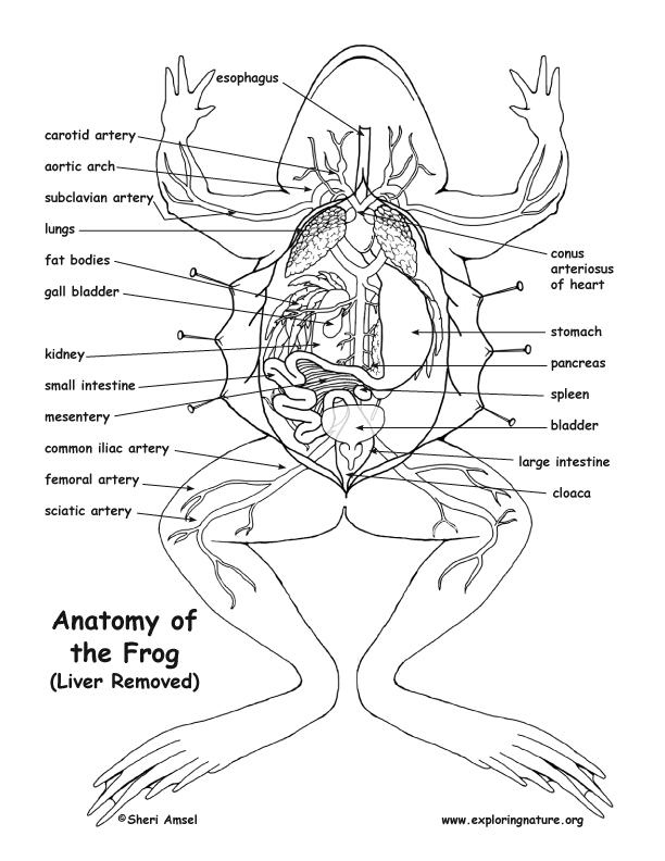 Frog Anatomy (Under the Liver)