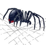 Black+shiny+spider
