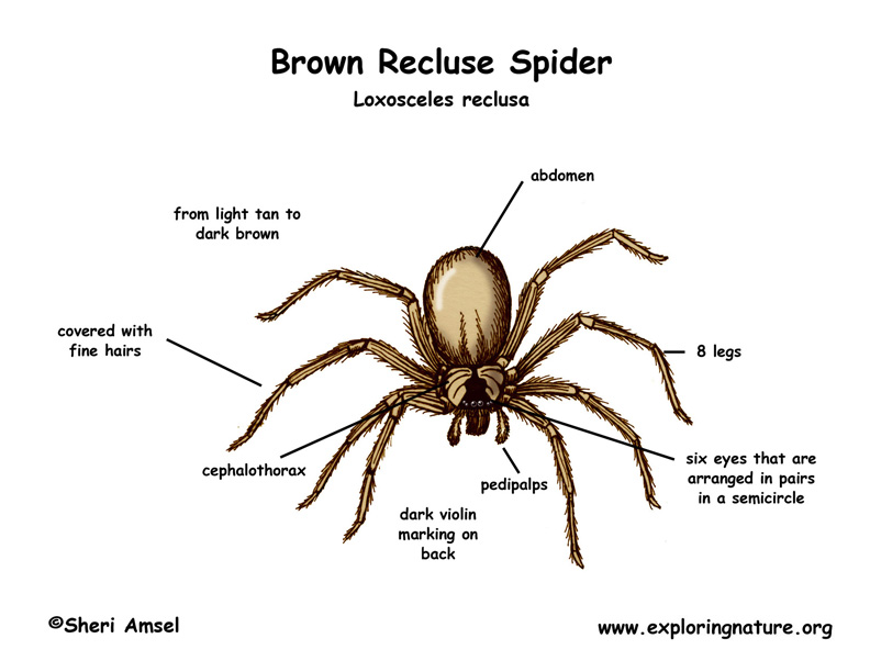 Spider (BROWN RECLUSE) -- Exploring Nature Educational Resource