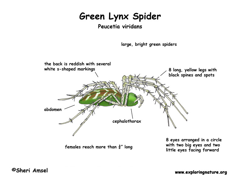 Spider Green Lynx