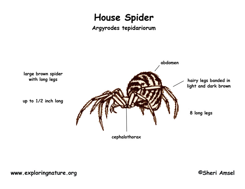 Spider House