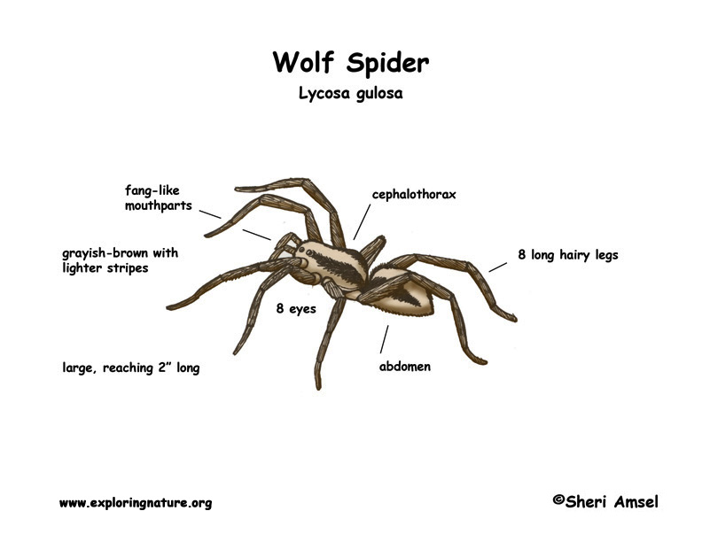 Spider Anatomy Chart