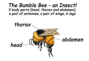 Bee Parts