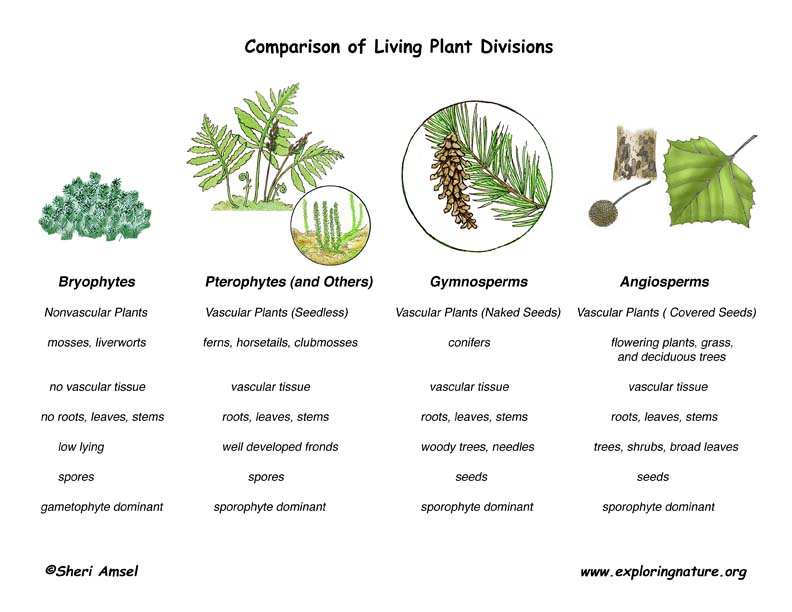 Vascular Plants vs. Nonvascular Plants