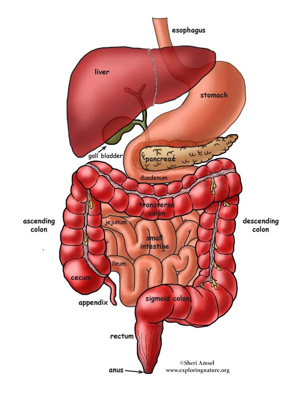 Image result for anatomy of digestive system pdf