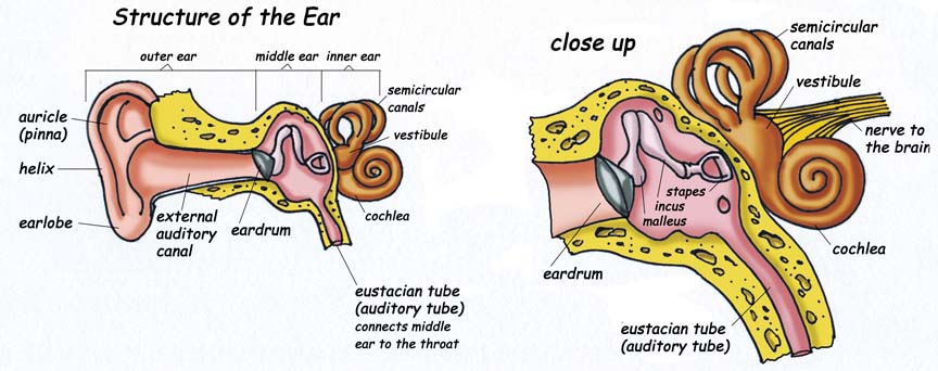Hearing and the Structure of the Ear