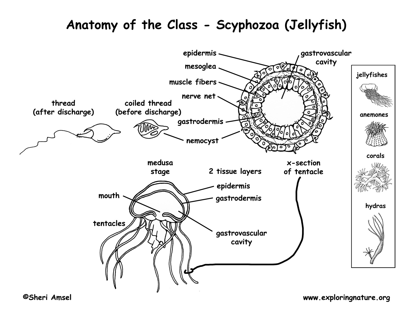 diagram of jelly fish exploring nature educational resource error diagram of jelly fish exploring nature educational resource error