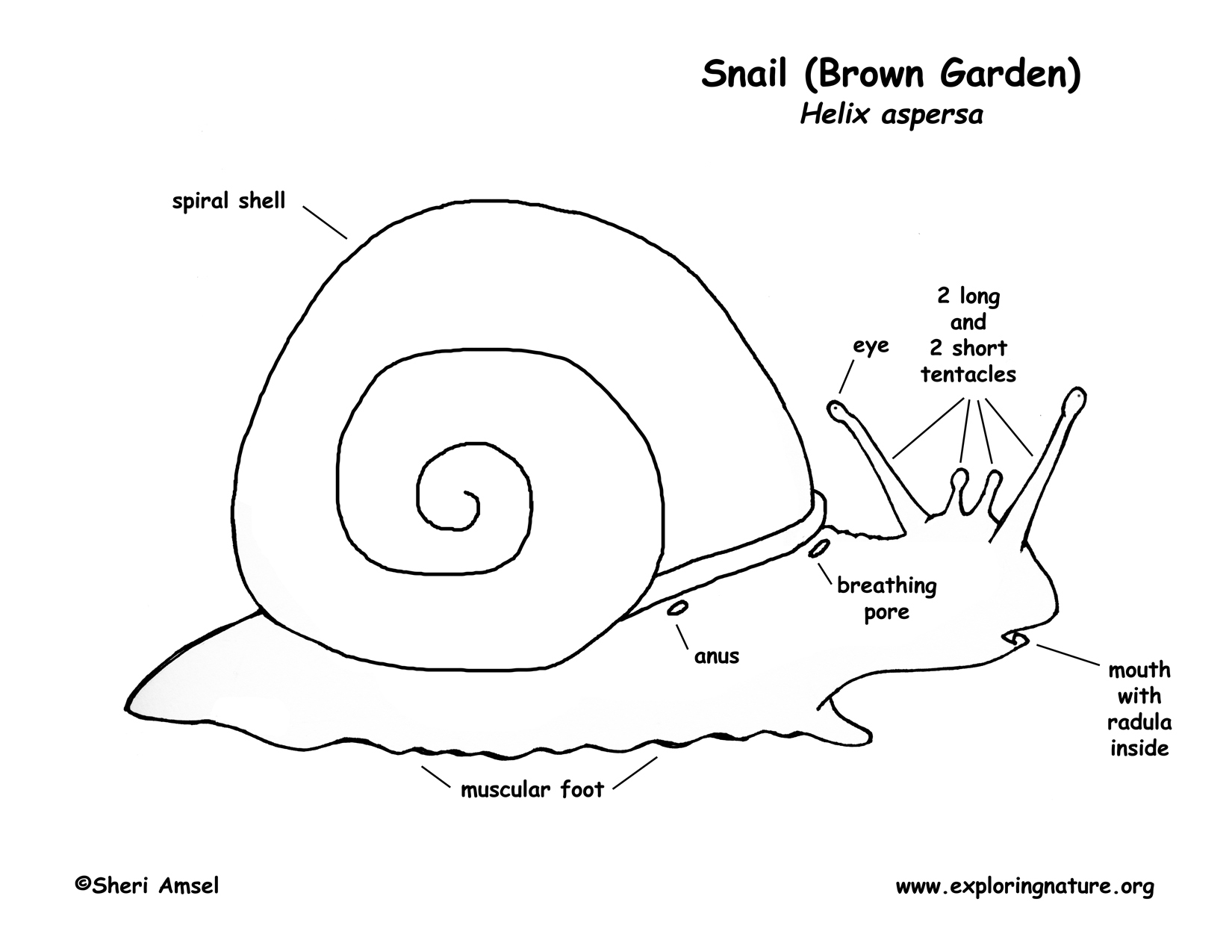 snail diagram pond snail diagram 28 images snail inquiry read snail diagram pond snail diagram 28 images snail inquiry read