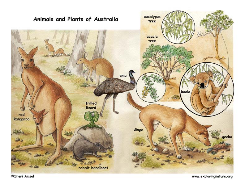 Color Poster of Australia
