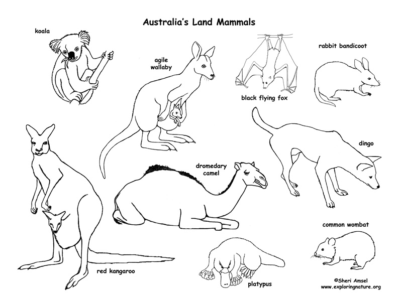 australia animals coloring pages - photo #13