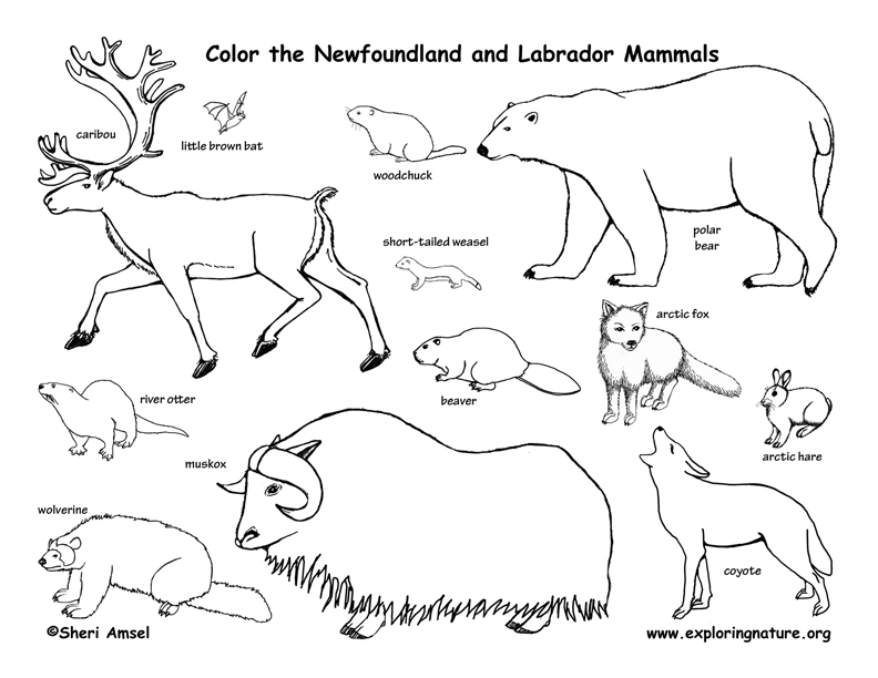 Canadian Province - Newfoundland and Labrador