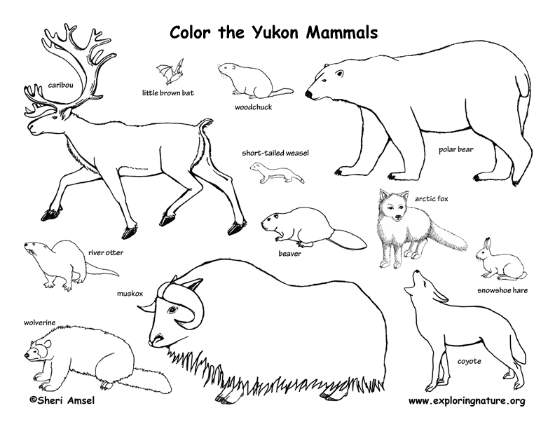 canada animals coloring pages - photo #4