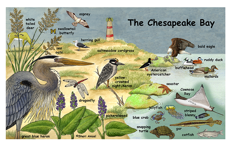 The Chesapeake Bay -- Exploring Nature Educational Resource