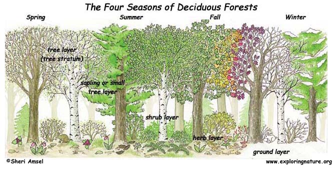 Deciduous Forests Tree Identification Dichotomous Key Deciduous Forest Biome Deciduous Forests Tree Identification Dichotomous Key Deciduous Forest Biome
