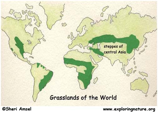 World Biomes  on The Steppes Of Central Asia    Exploring Nature Educational Resource