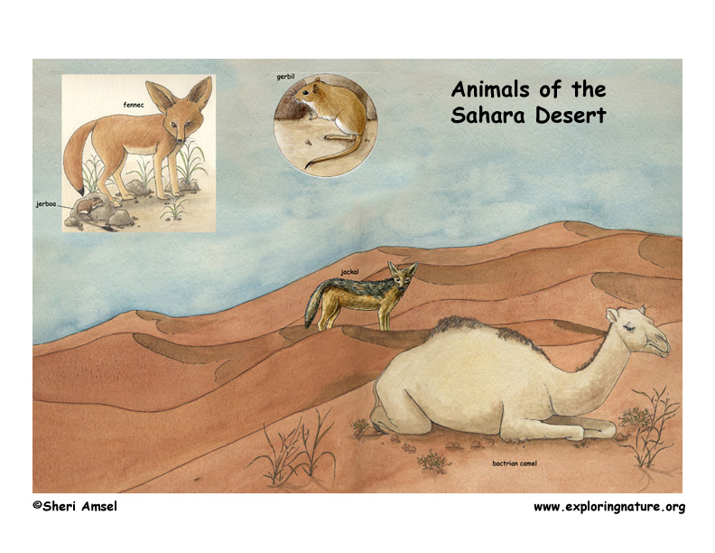 the Sahara desert include;