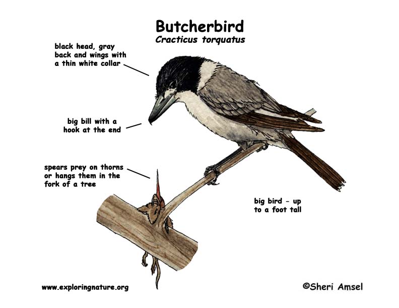 Butcherbird