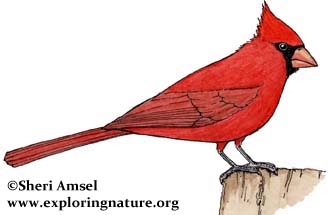 Cardinal Bird Drawings on Cardinal    Exploring Nature Educational Resource