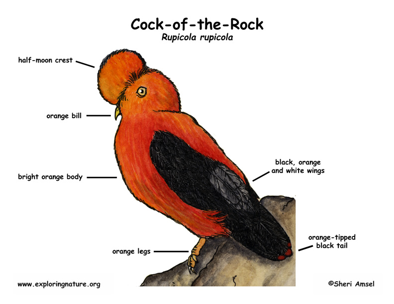 Cock Of Rock 15