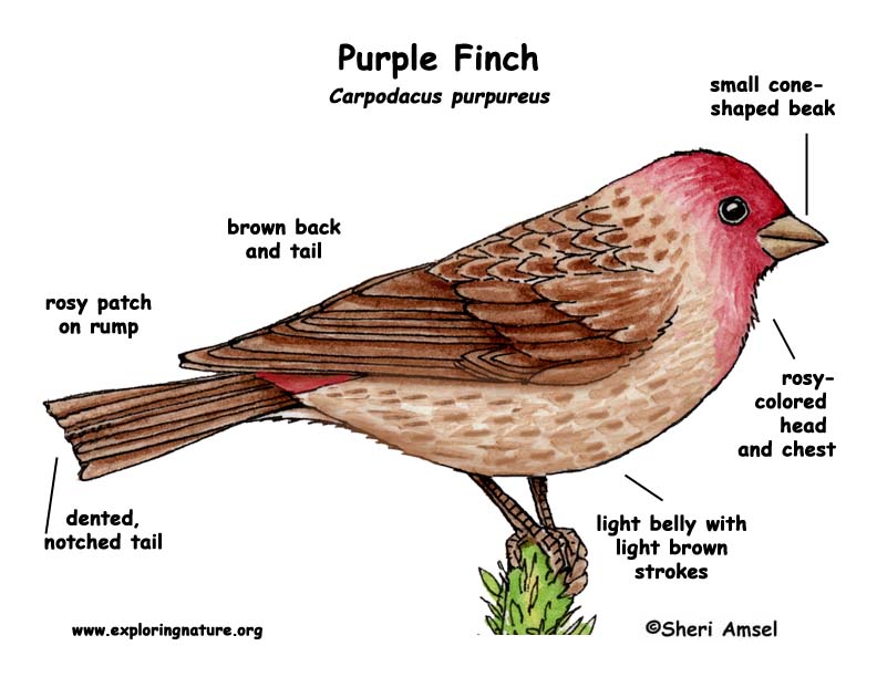 finch purple finch purple