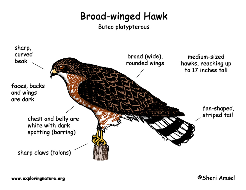 Hawk  Broad