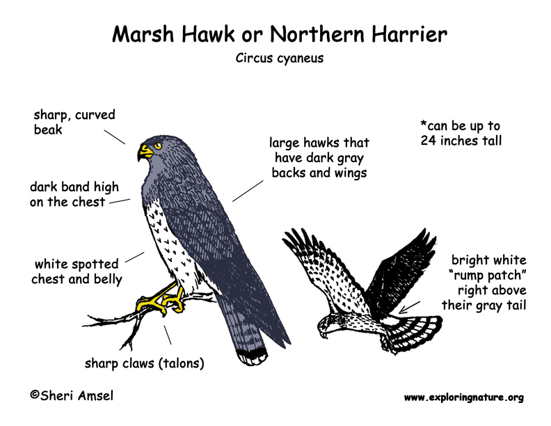 Hawk  Marsh