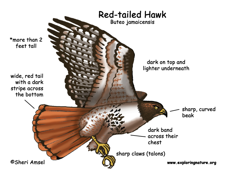 Hawk  Red