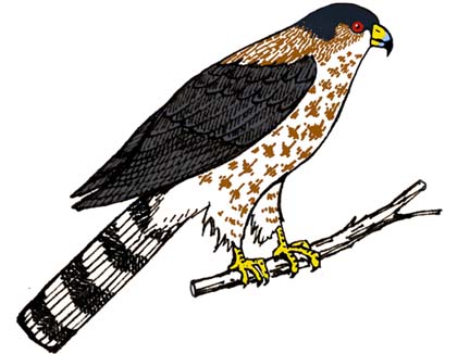 Alaska Hawks