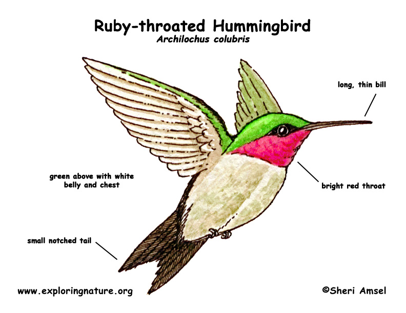 Smallest bird, largest bird, fastest bird, slowest bird 