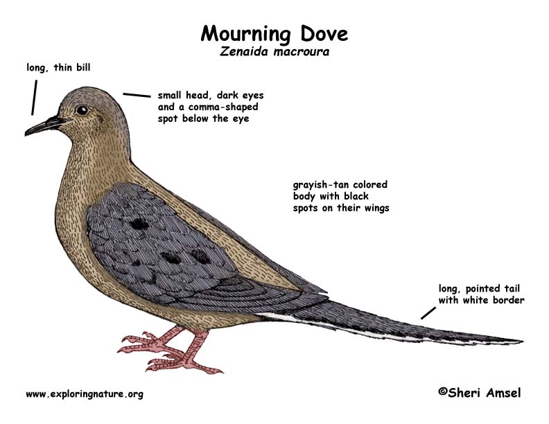 Mourning Dove