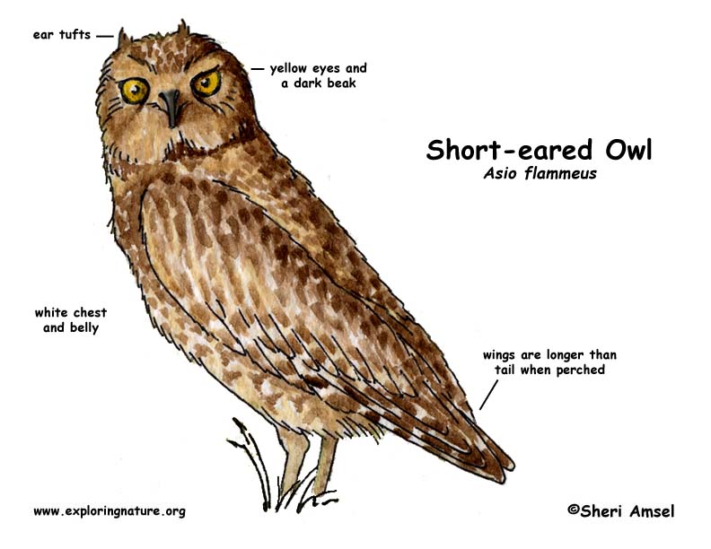 Owl (Short-eared)