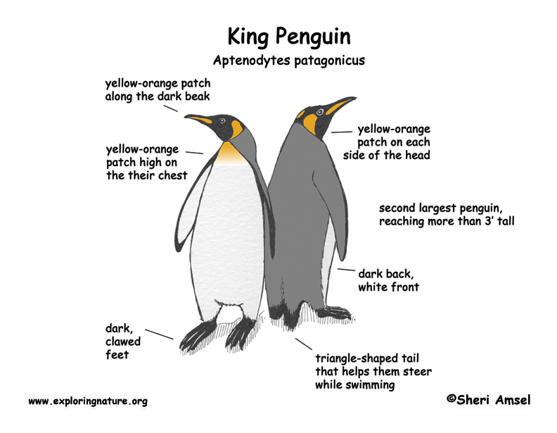 Penguin (King)