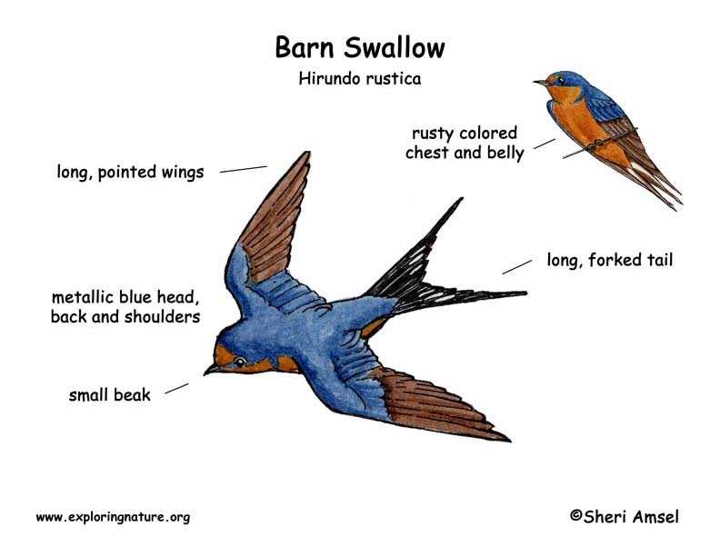 Swallow Barn