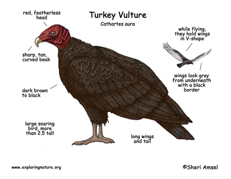 Vulture (Turkey)