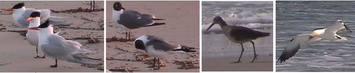 birds1 birds1