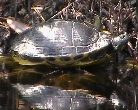 turtle turtle