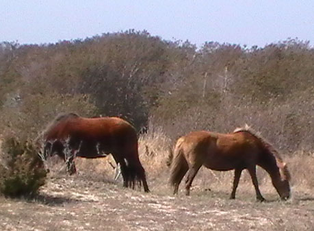 horses horses