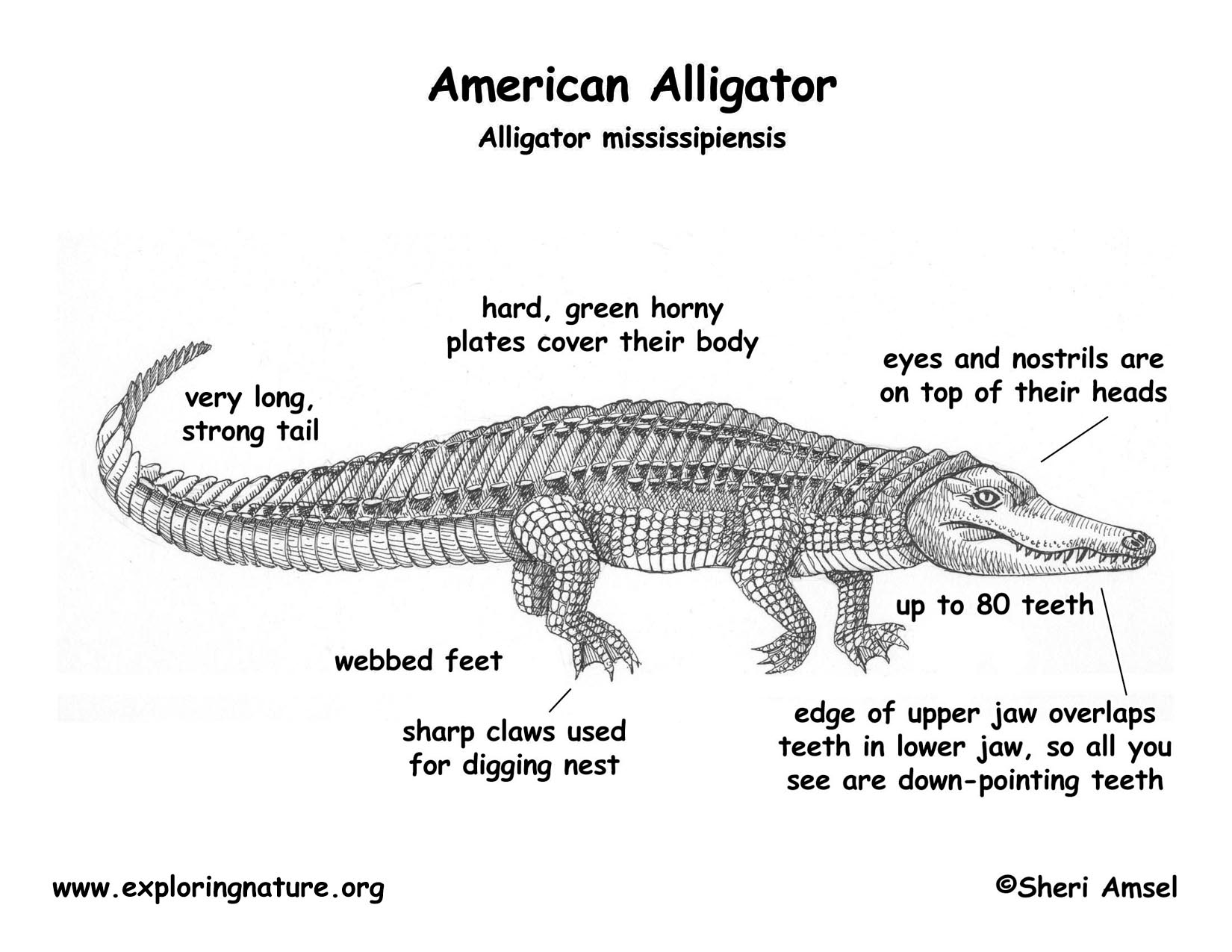 Alligator (American)