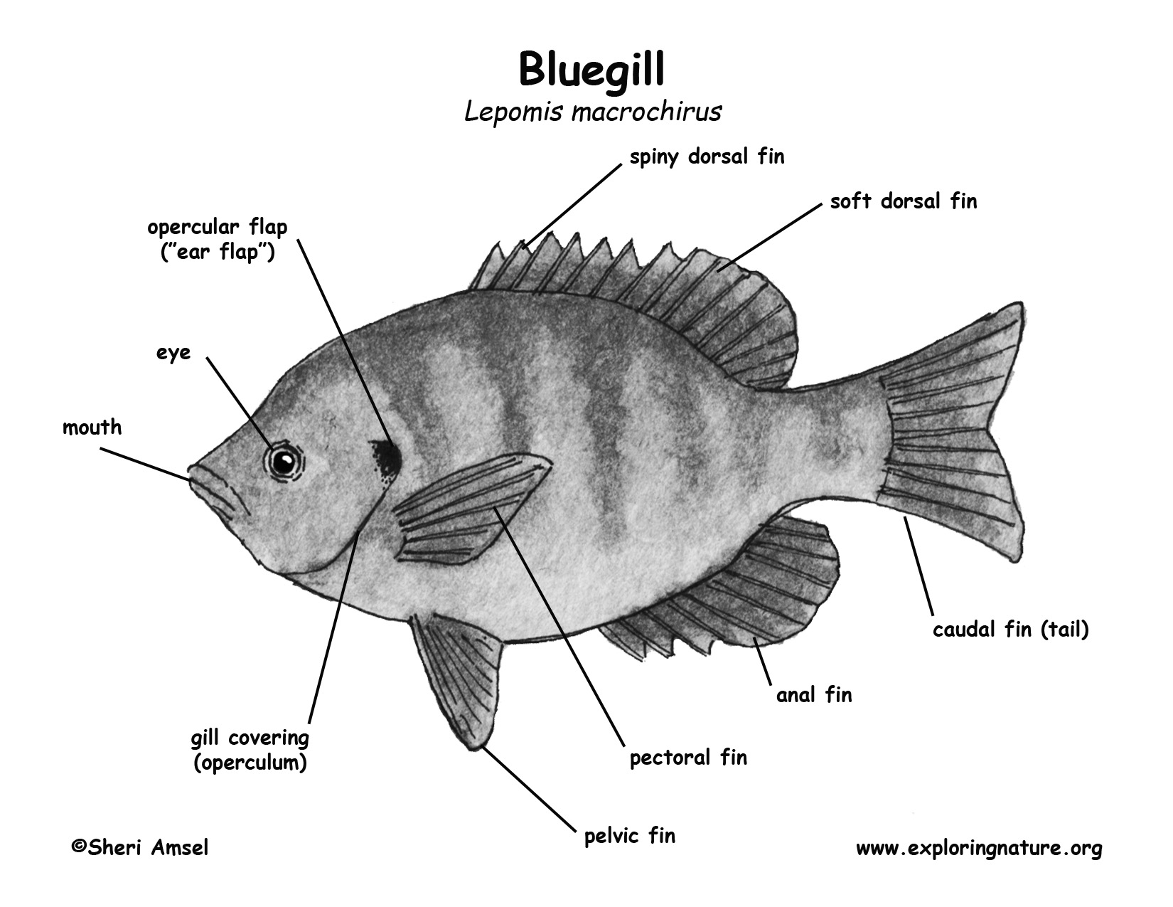 Bluegill