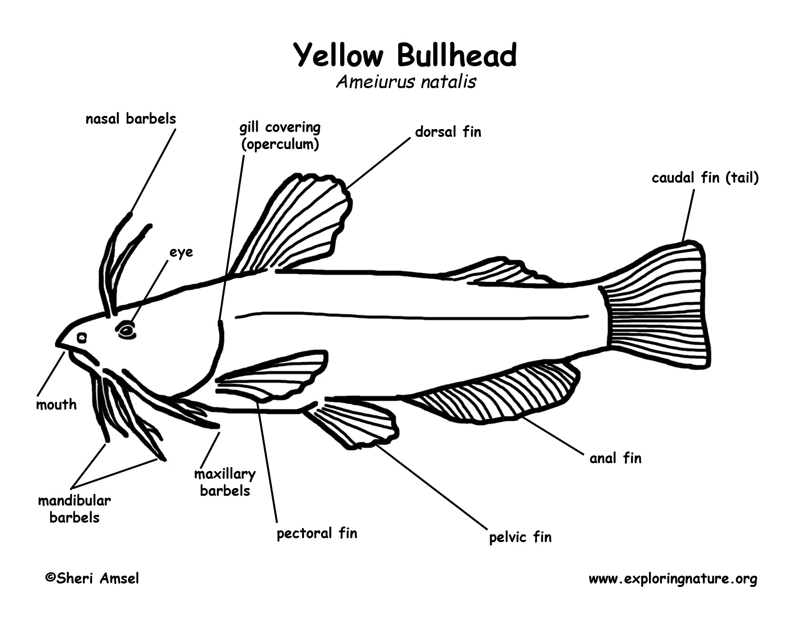 Fish Parts To Label Coloring Pages