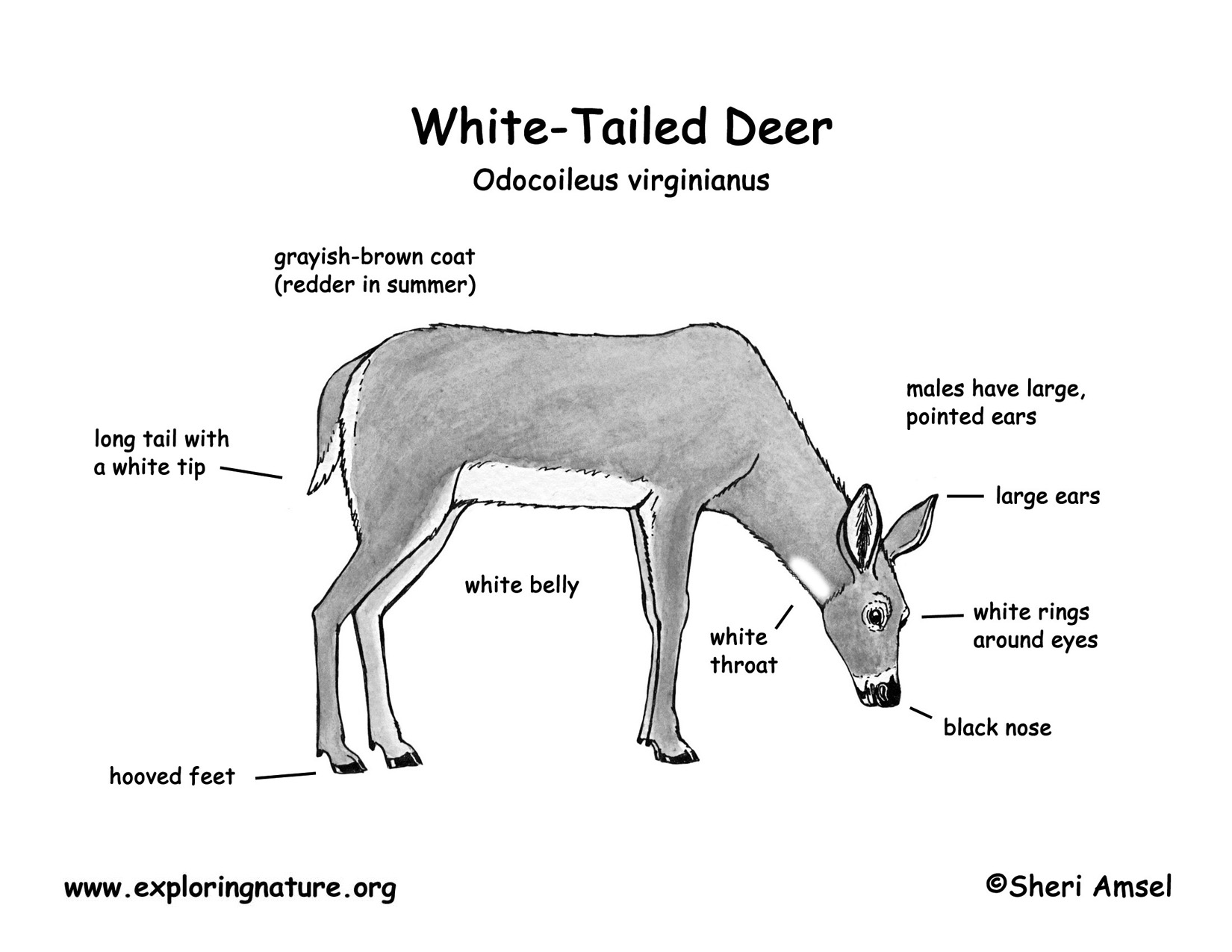 where to shoot a deer diagram whitetail deer skeleton diagram best free home where to shoot a deer diagram whitetail deer skeleton diagram best free home