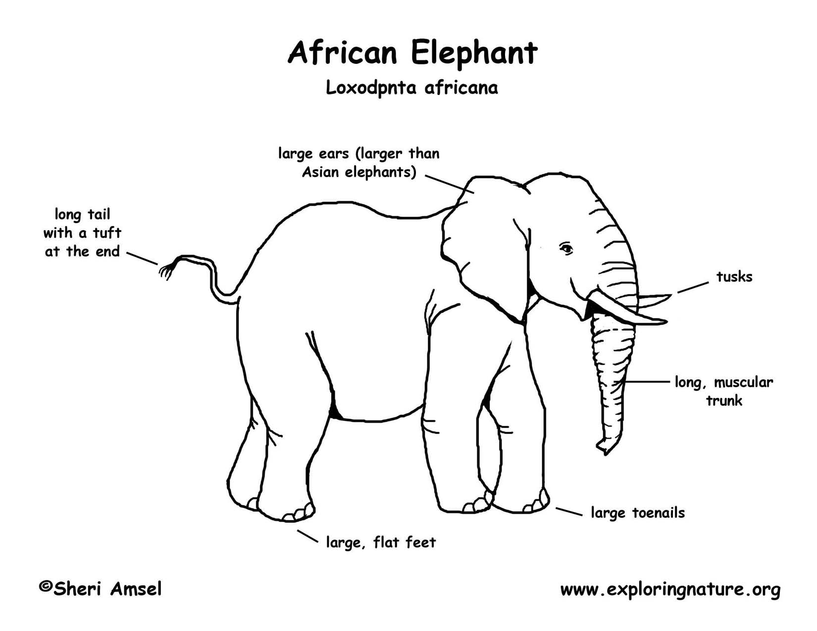 Elephant Classification Chart