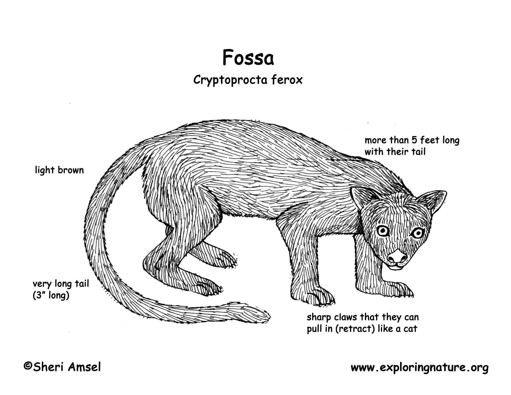 Fossa