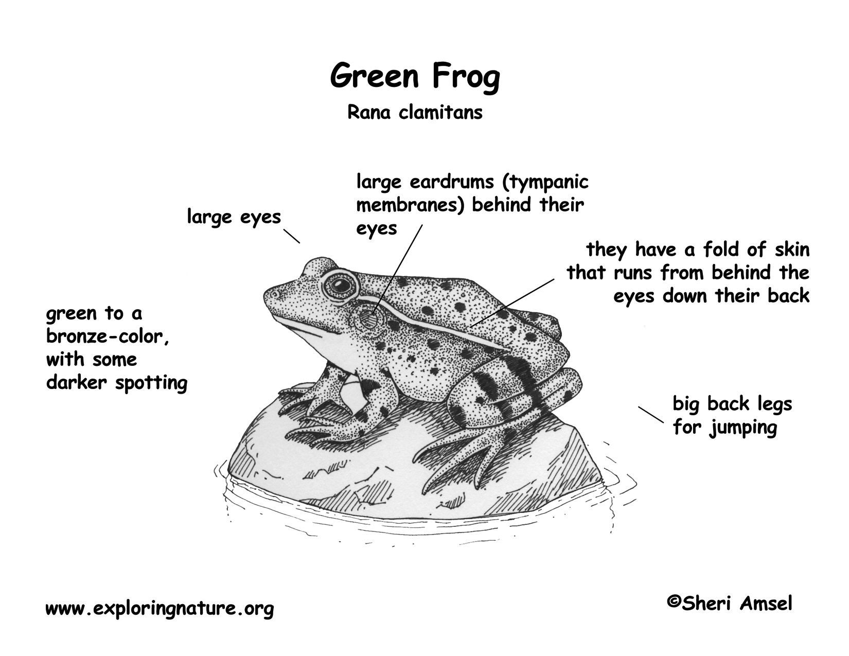 Frog Diagram Labeled Photos Cantik