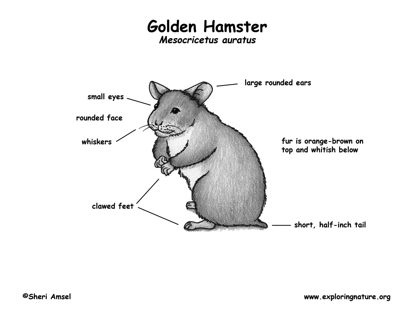 Hamster (Golden)